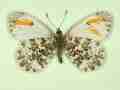 Anthocharis cardamines (gynandromorph,verso 2) (Internet Image property of respective owner, non-commercial use only)